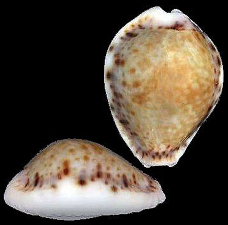 贝齿是什么意思(贝齿是指女生哪个部位) 贝齿是什么意思(贝齿是指女生哪个部位)