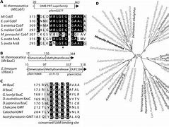 cobt什么意思(民航cdm是什么意思)