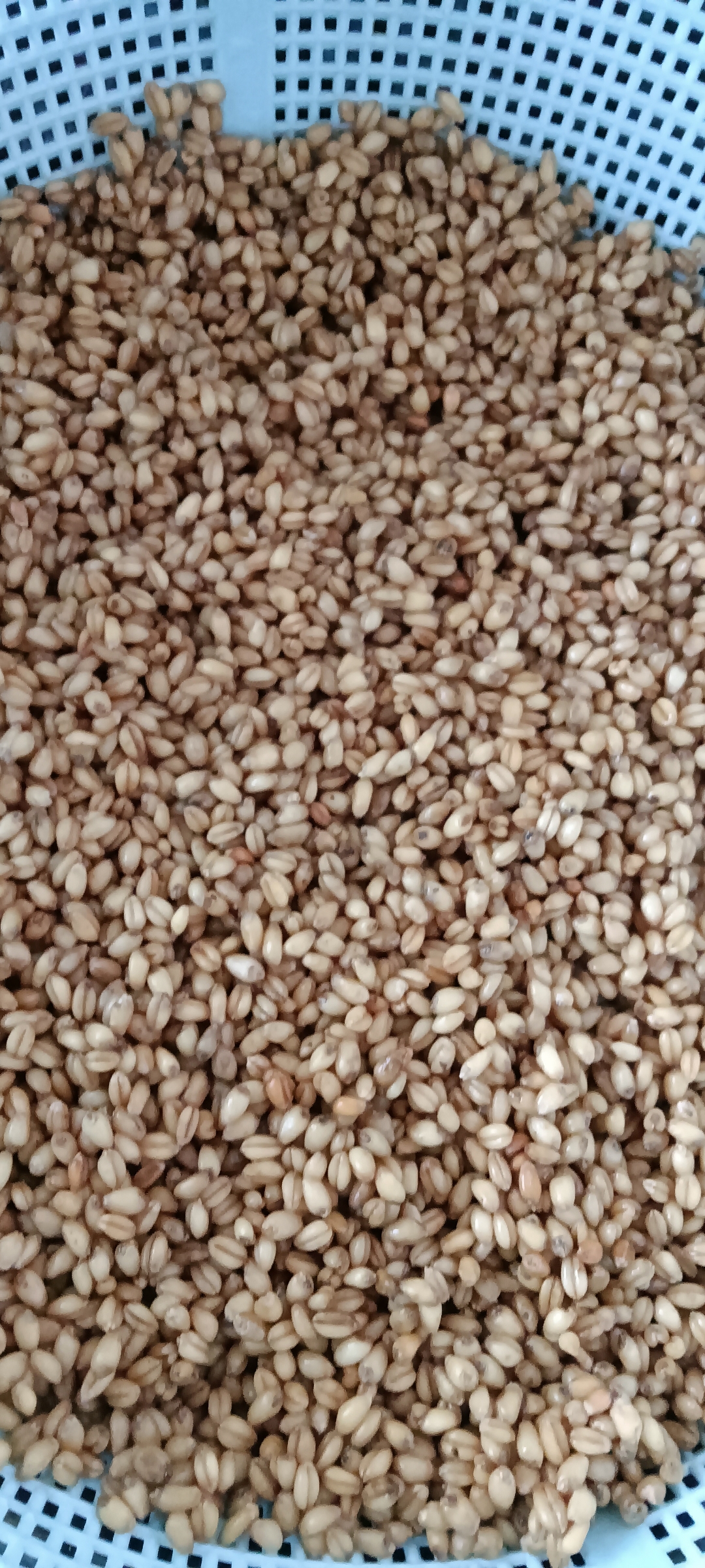 什么是陈小麦(陈小麦的功效与作用点)