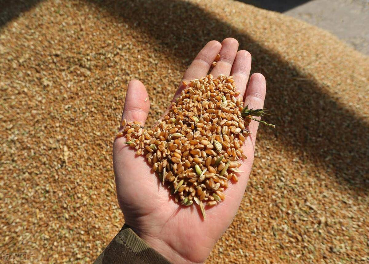 什么是陈小麦(陈小麦的功效与作用点)