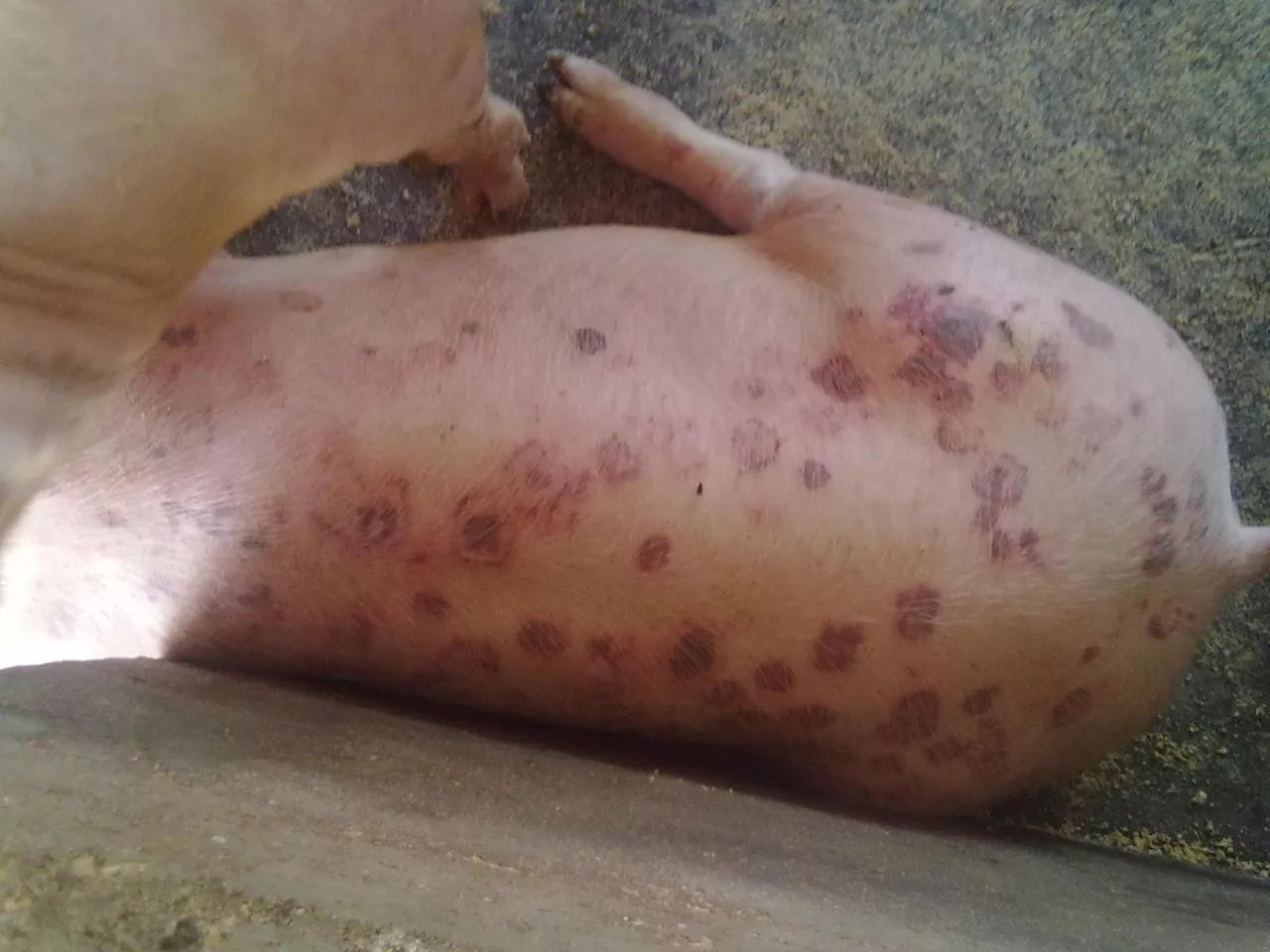 猪缺钙什么症状(猪缺钙用什么补钙)