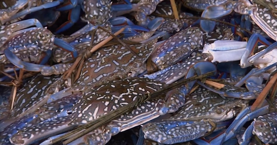 海司是什么(海司是海军么)