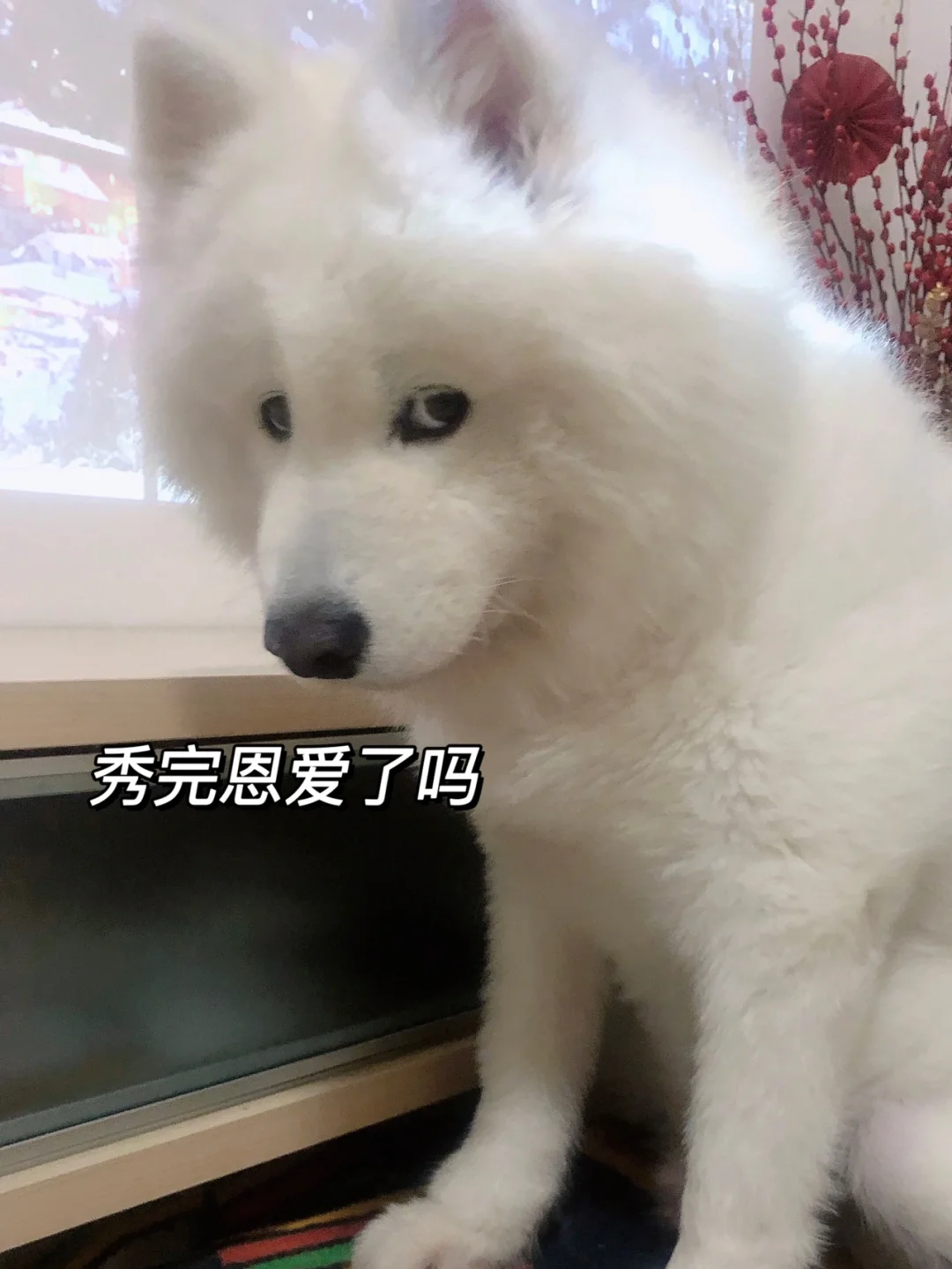 doge吧(dogeball) doge吧(dogeball)